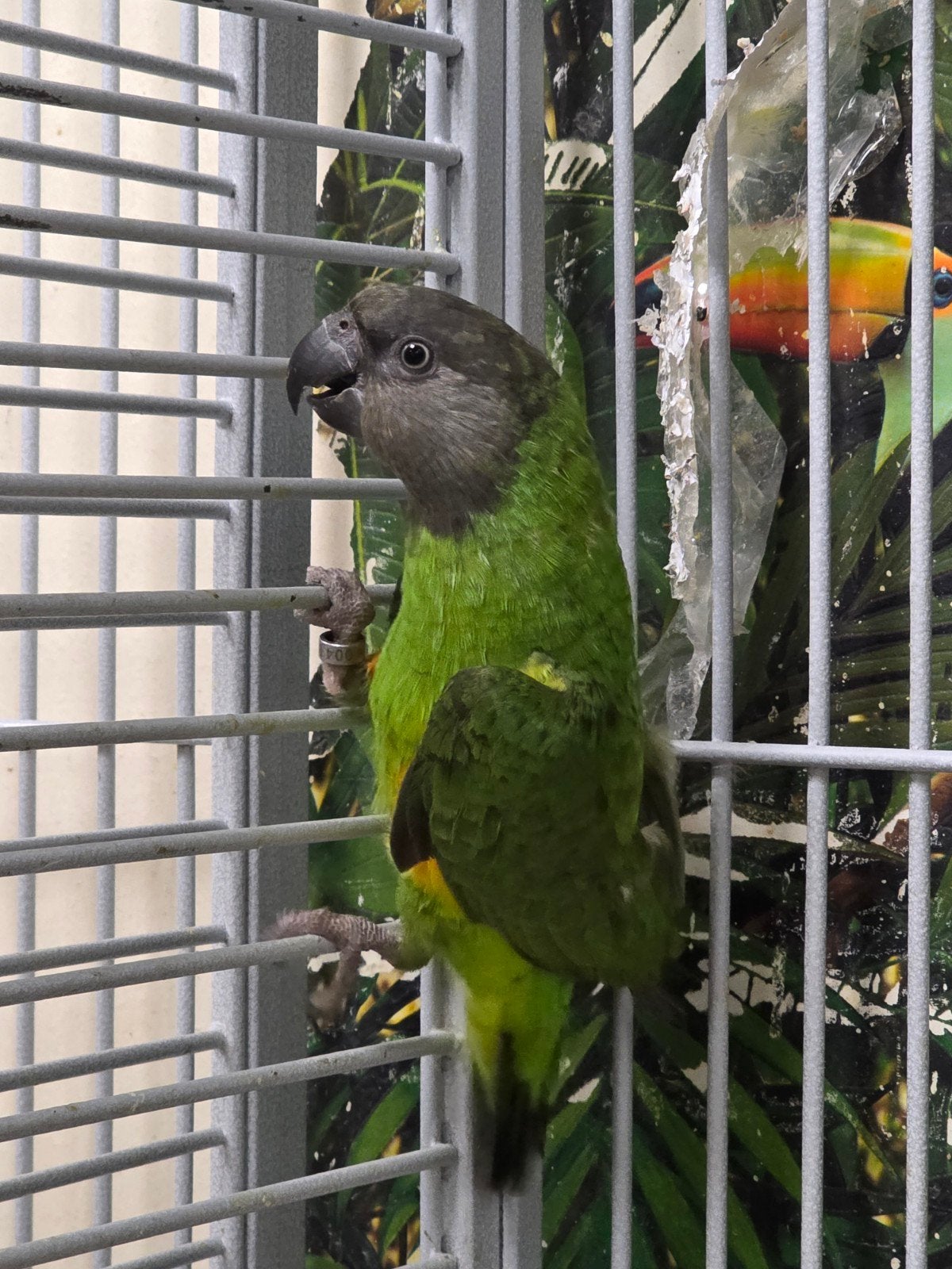 Jonge bonte boertje, Dieren en Toebehoren, Vogels | Parkieten en Papegaaien, Vrouwelijk, Papegaai, Pratend