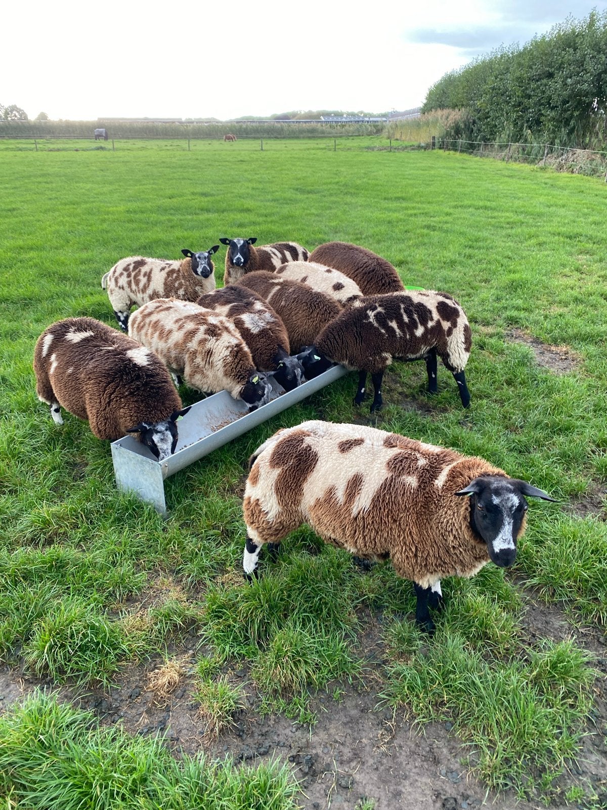 10 Mooie bonte fok ooien ooilammeren, Dieren en Toebehoren, Vrouwelijk, Schaap, 0 tot 2 jaar
