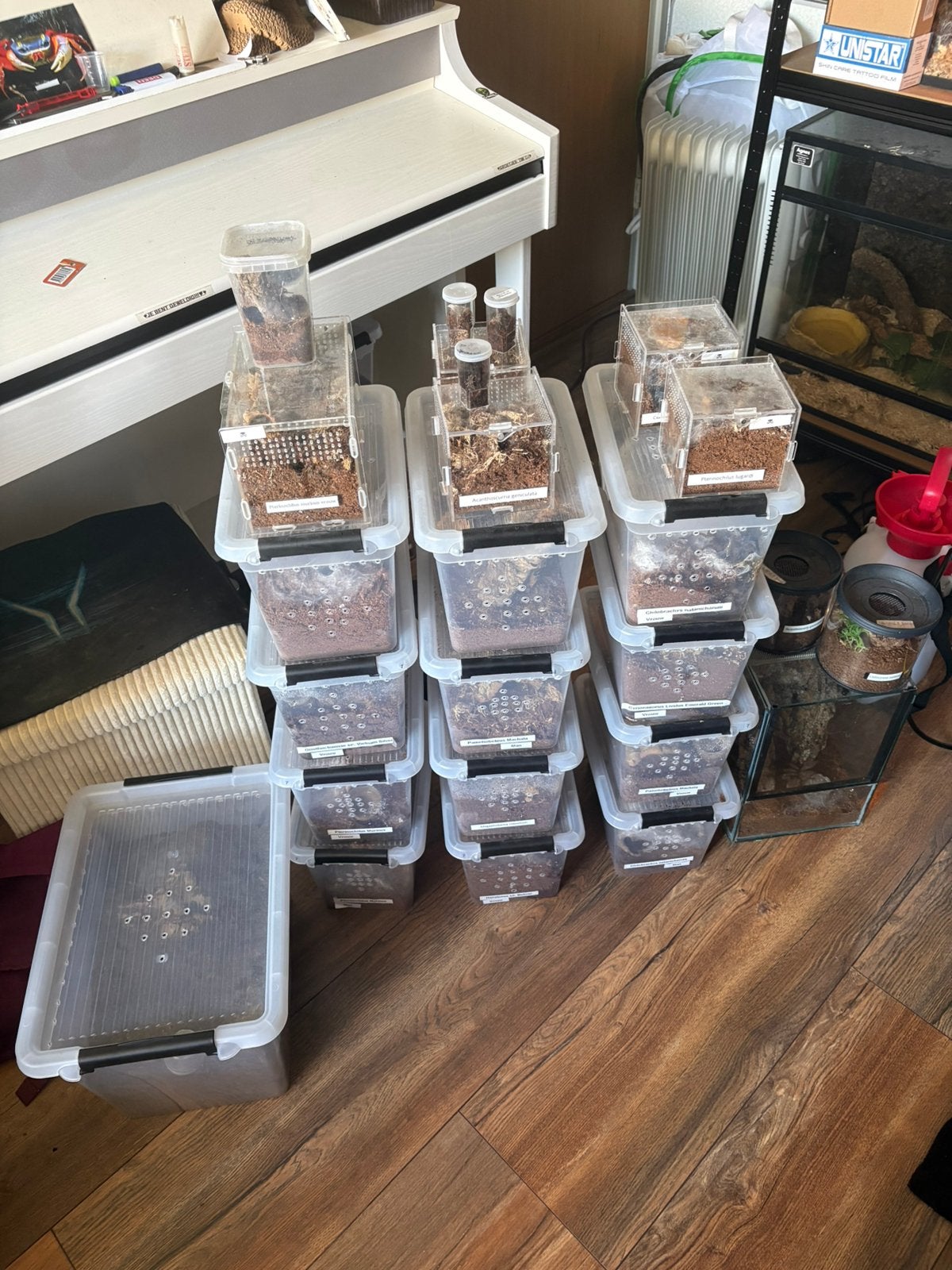 Vogelspin collectie te koop, Dieren en Toebehoren, Overige soorten, Met terrarium, 0 tot 2 jaar