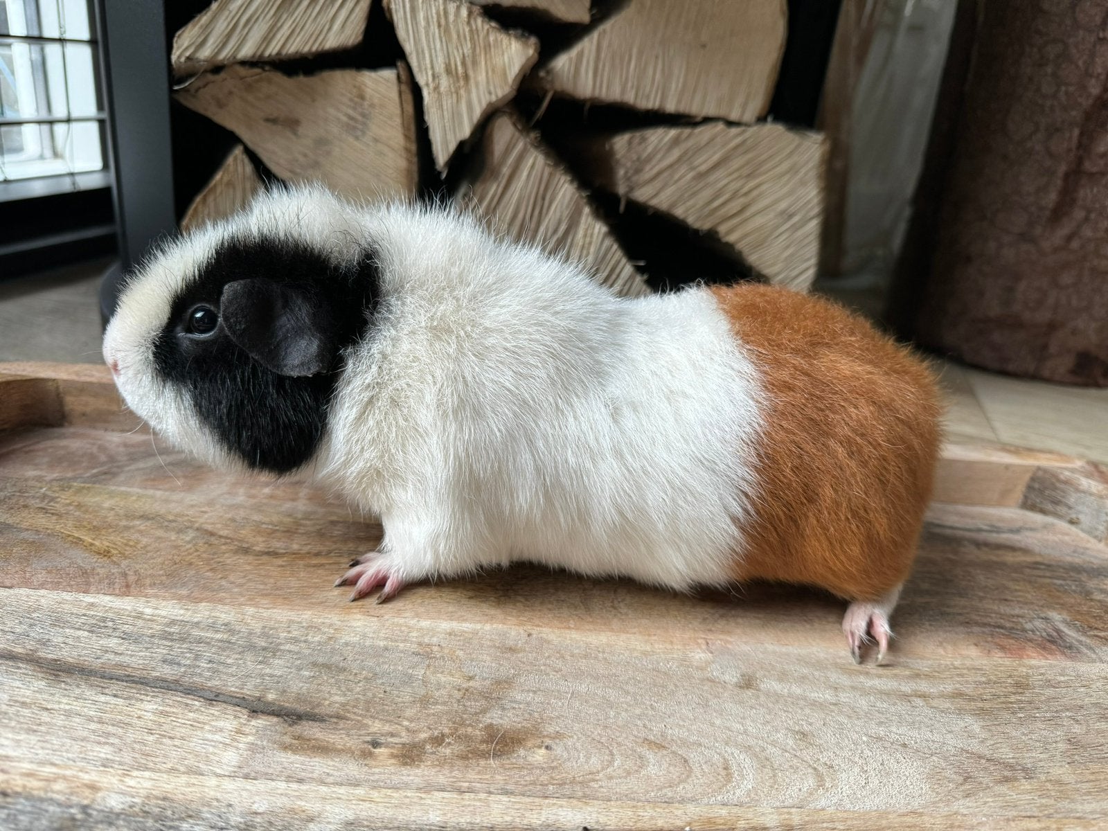 Knappe US teddy dekbeer, met stamboom, Dieren en Toebehoren, Cavia, April, Mannelijk, Tam