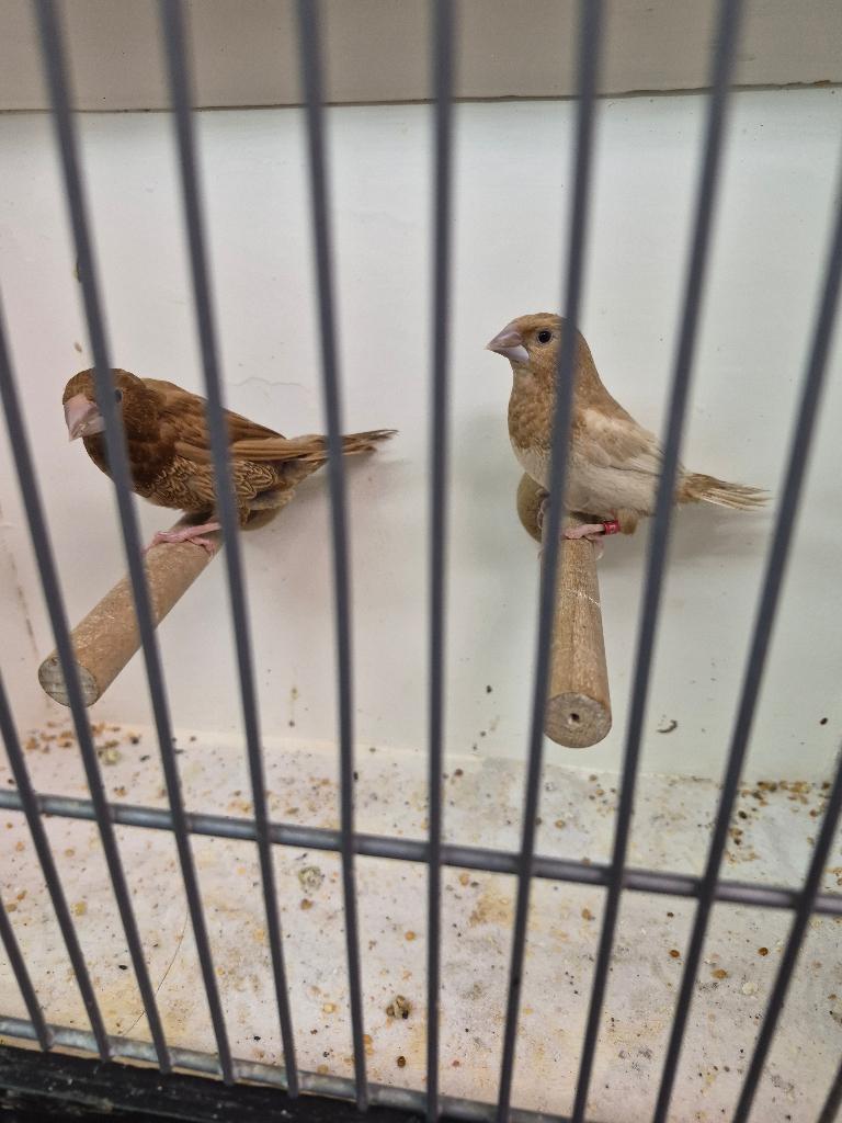 Japanse meeuwtjes Japanse meeuwen meeuw TT KLASSEN, Dieren en Toebehoren, Meerdere dieren, Tropenvogel, Geringd