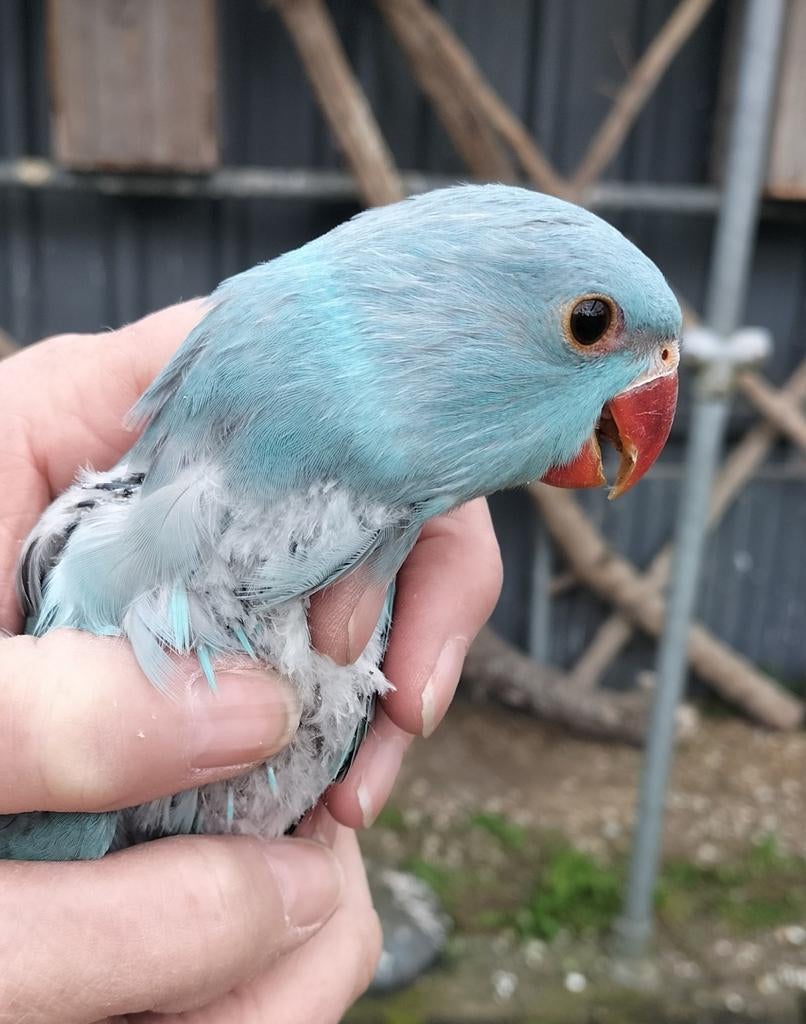 Blauwe halsbandparkiet om tam te maken, Geslacht onbekend, Parkiet, Geringd