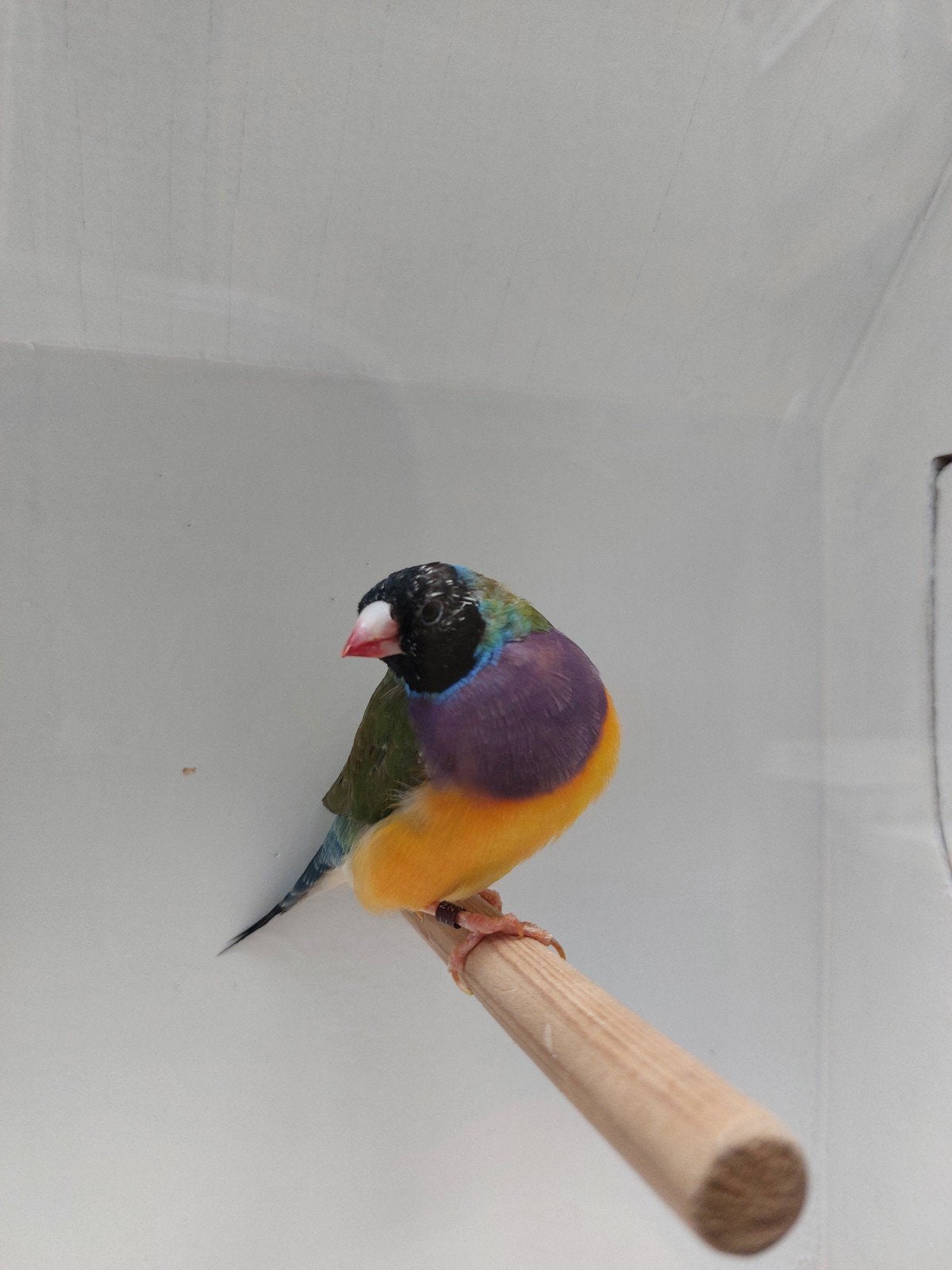 Gouldamadine man, Dieren en Toebehoren, Mannelijk, Geringd