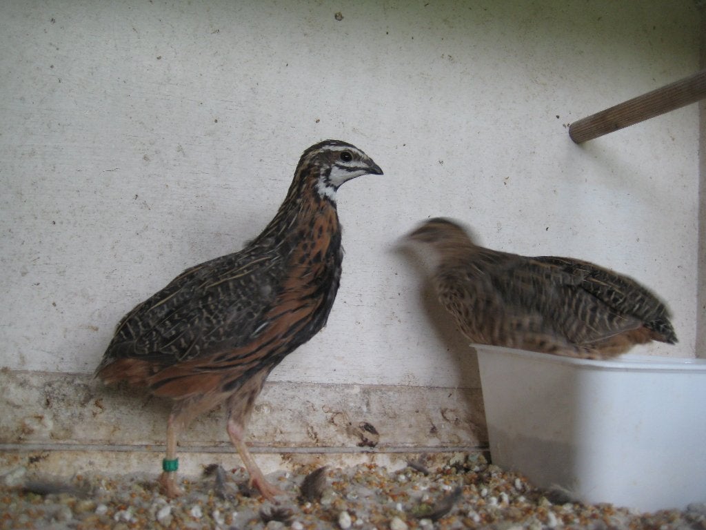 Harlekijn kwartels, Dieren en Toebehoren, Pluimvee, Meerdere dieren, Overige soorten