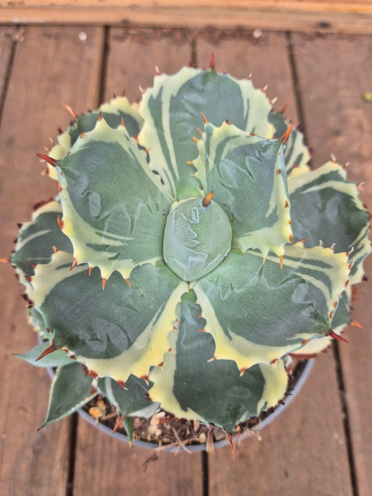 Agave Potatorum Variegata xl p13 (3)