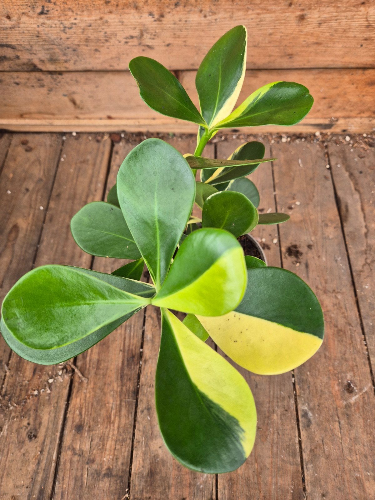 Clusia Variegata p12 (2)