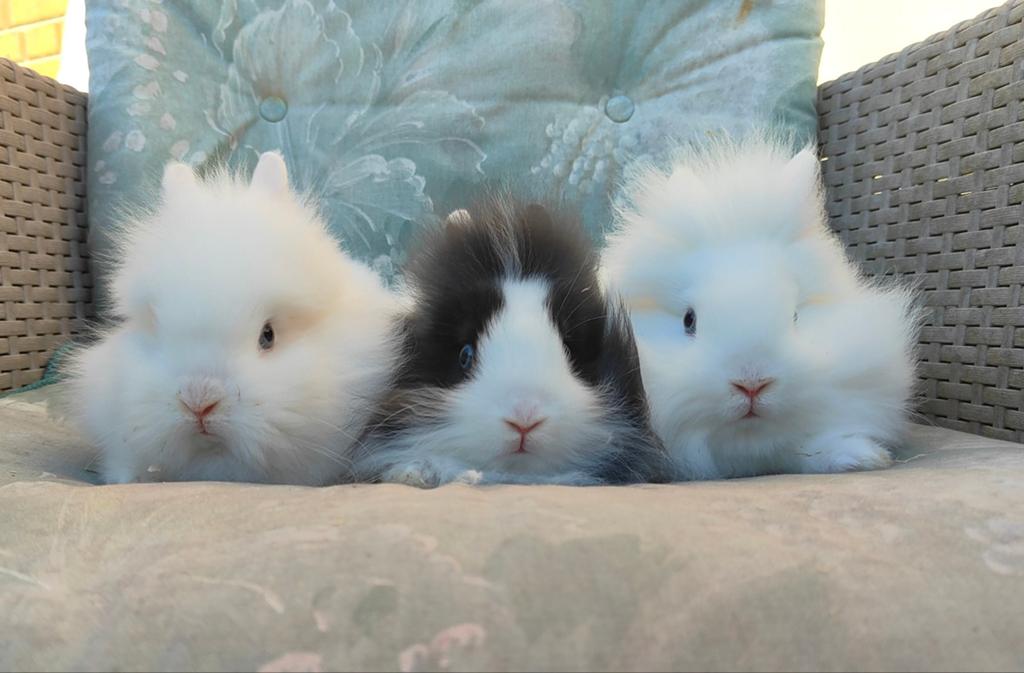 Jonge Dwerg Baard konijntjes blauwoog, Meerdere dieren, Dwerg, 0 tot 2 jaar