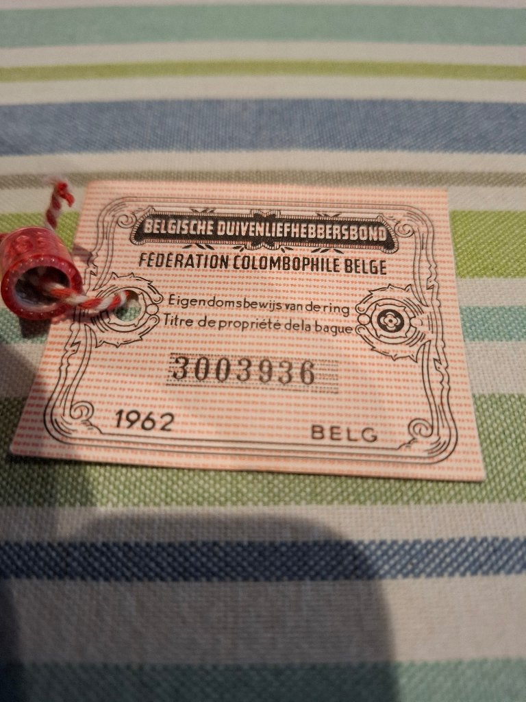 Ring1962 belg, Meerdere dieren, Postduif
