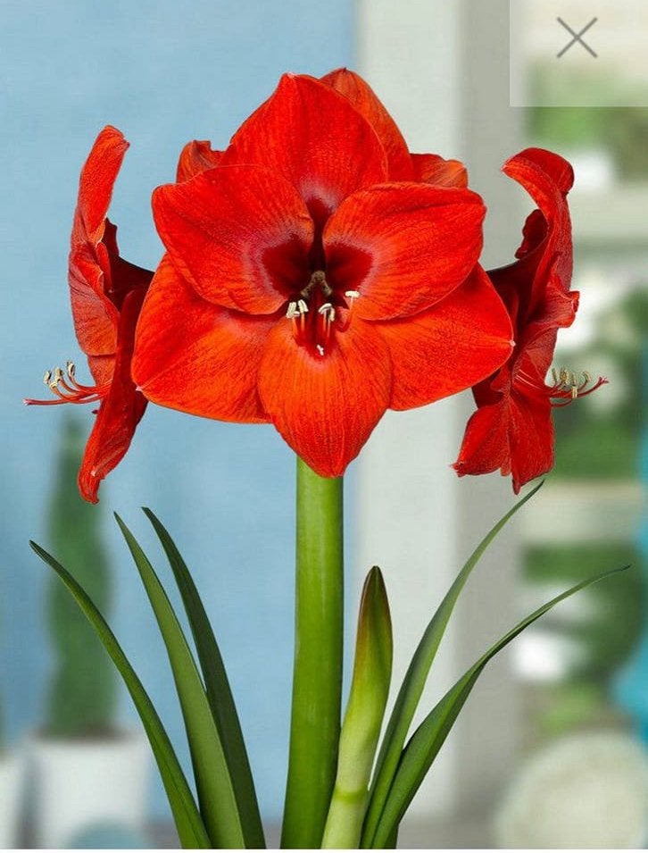 Amaryllis bollen bloembollen, Ophalen, Najaar, Halfschaduw, Bloembol