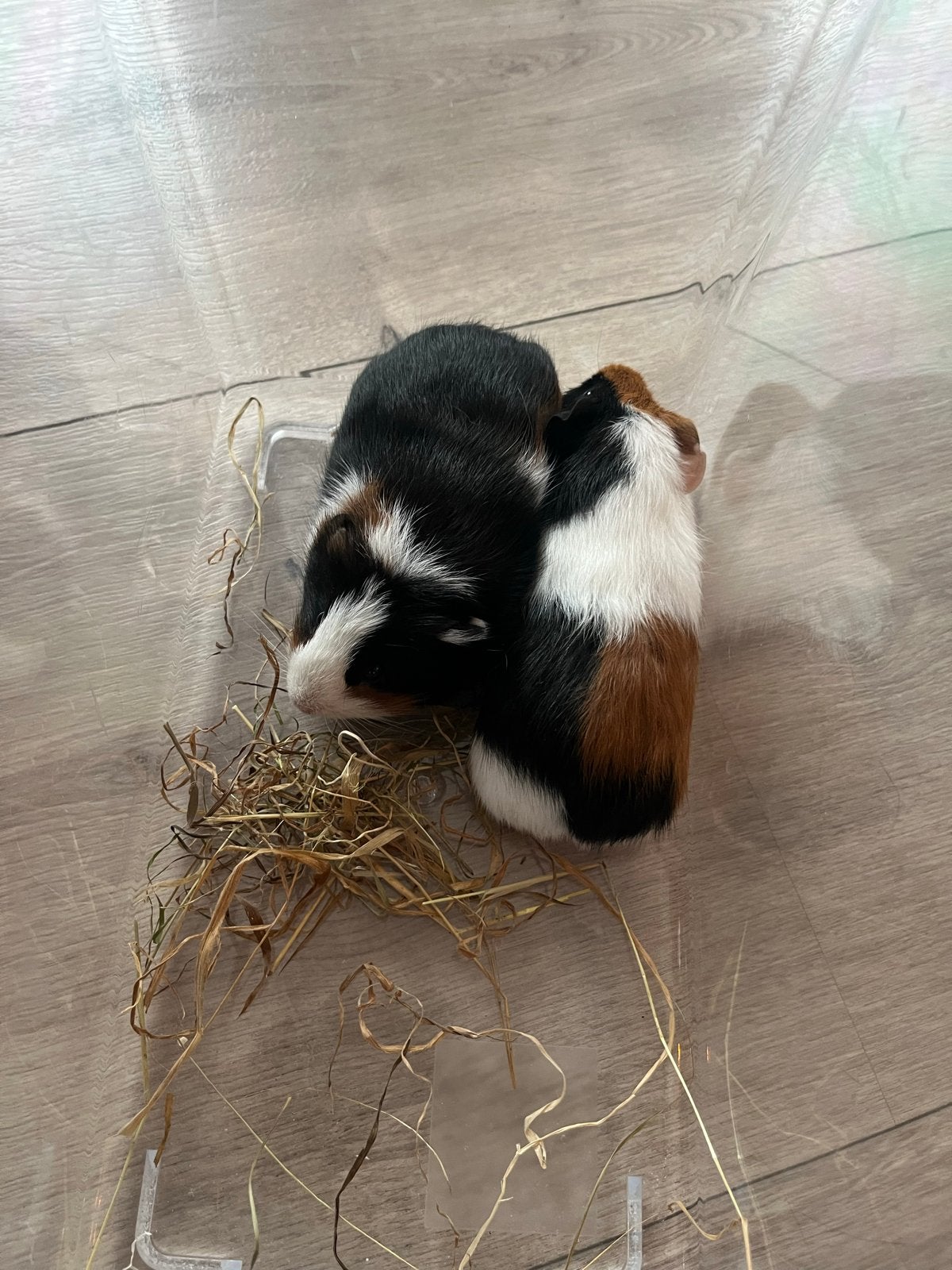 Twee lieve cavia beertjes van 5 weken oud, Dieren en Toebehoren, September, Mannelijk, Cavia