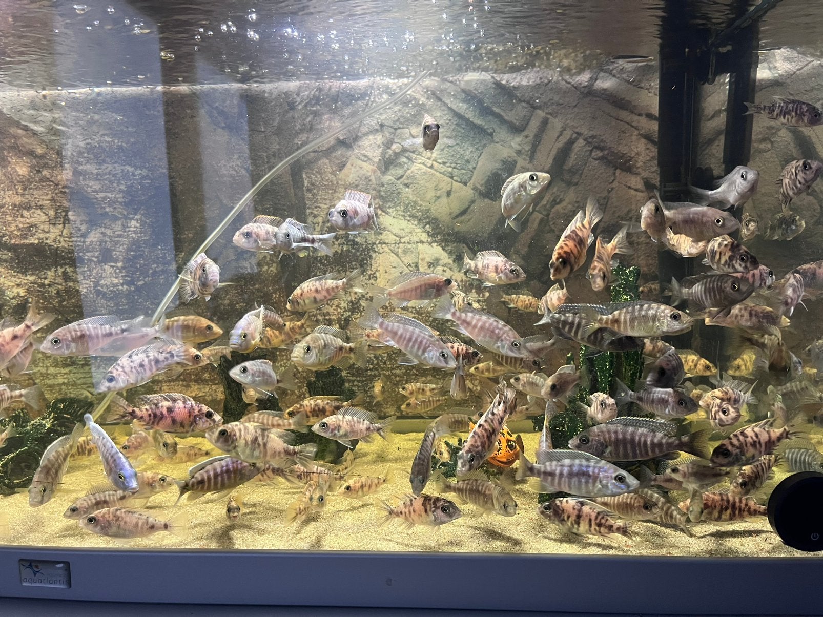 Malawi chiclide aulonocara, Vis