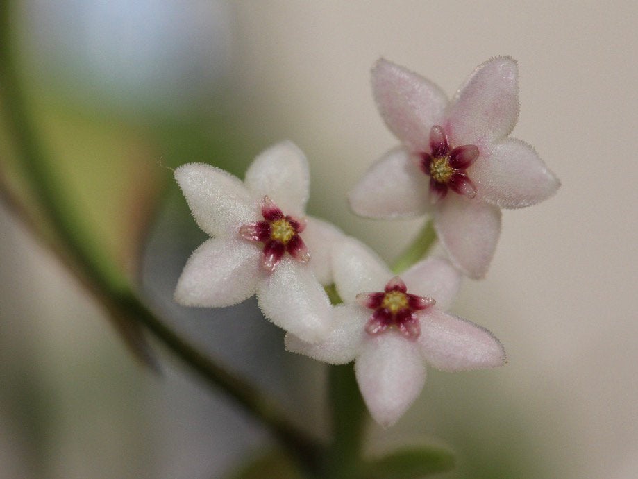 Hoya microstemma (1), Huis en Inrichting, Kamerplanten, Ophalen of Verzenden, Halfschaduw, Minder dan 100 cm