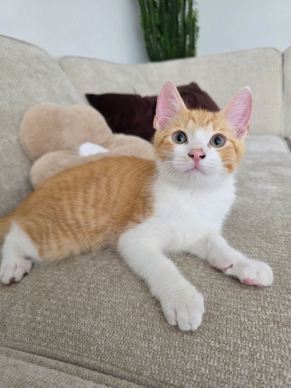 Europese korthaar AUTOMATISCH KATTENBAK en accessoires SPOED
