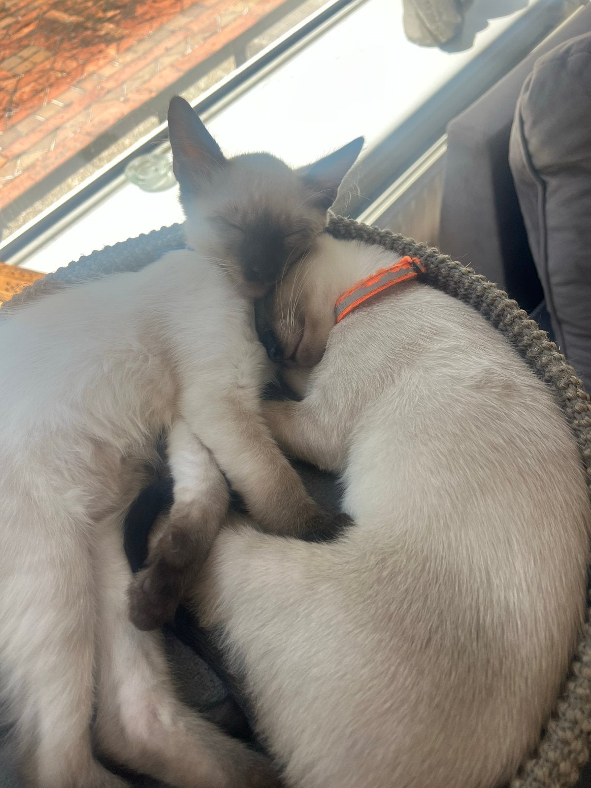 Kittens Siamees, Poes, Kortharig, 0 tot 2 jaar