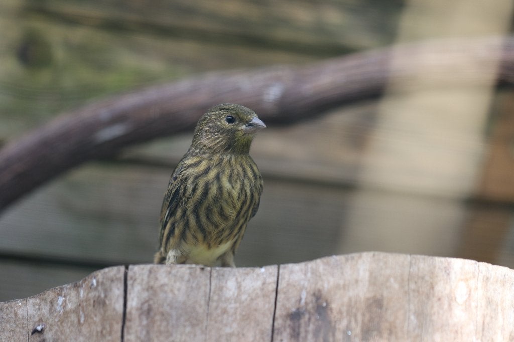kanarie, Dieren en Toebehoren, Vogels | Kanaries, Mannelijk, Zangkanarie