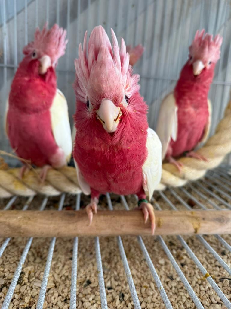 Jonge Lutino rosé kaketoes, Dieren en Toebehoren, Vogels | Parkieten en Papegaaien, Meerdere dieren, Papegaai, Geringd
