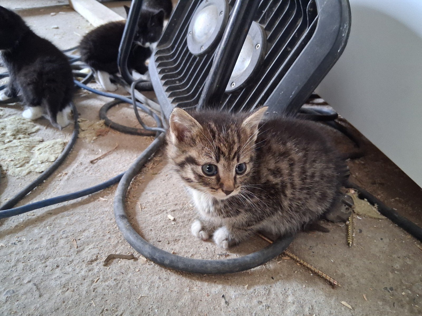 Boerderij kittens, Dieren en Toebehoren, Katten en Kittens | Raskatten | Korthaar, Meerdere dieren