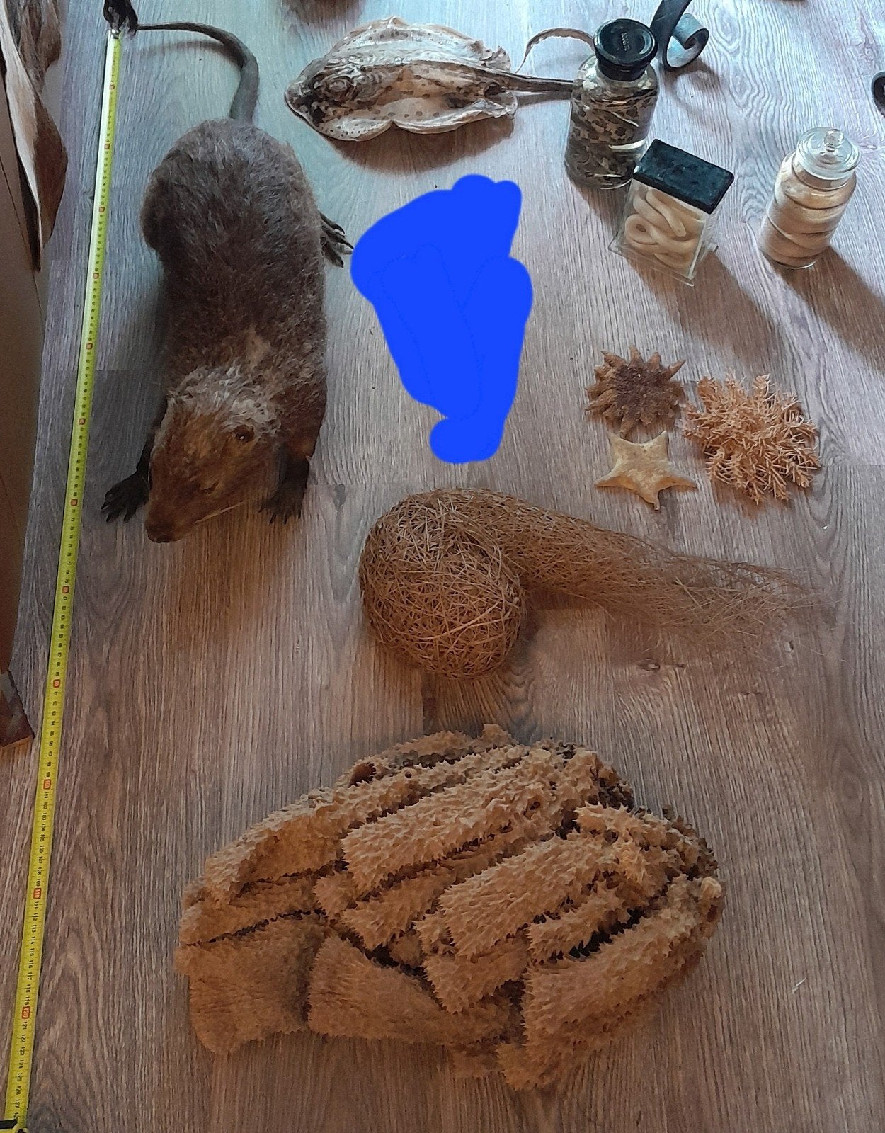 Taxidermie opgezette dieren te koop, nu voor kleine prijsjes, Verzamelen, Ophalen of Verzenden, Nieuw