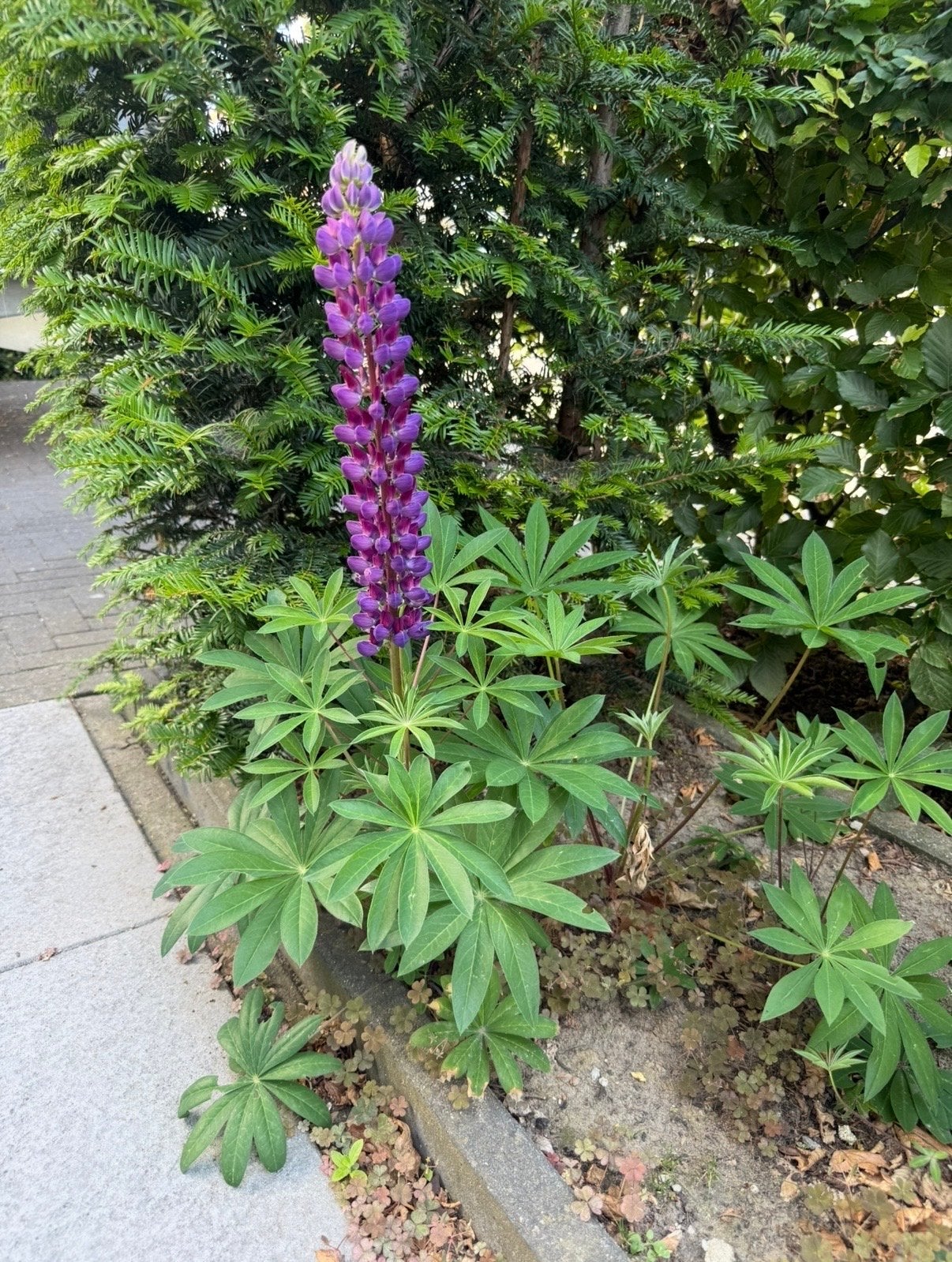 Lupine zaden - Paarse bloemen voor uw tuin, Tuin en Terras, Bloembollen en Zaden, Ophalen of Verzenden, Voorjaar, Volle zon, Zaad