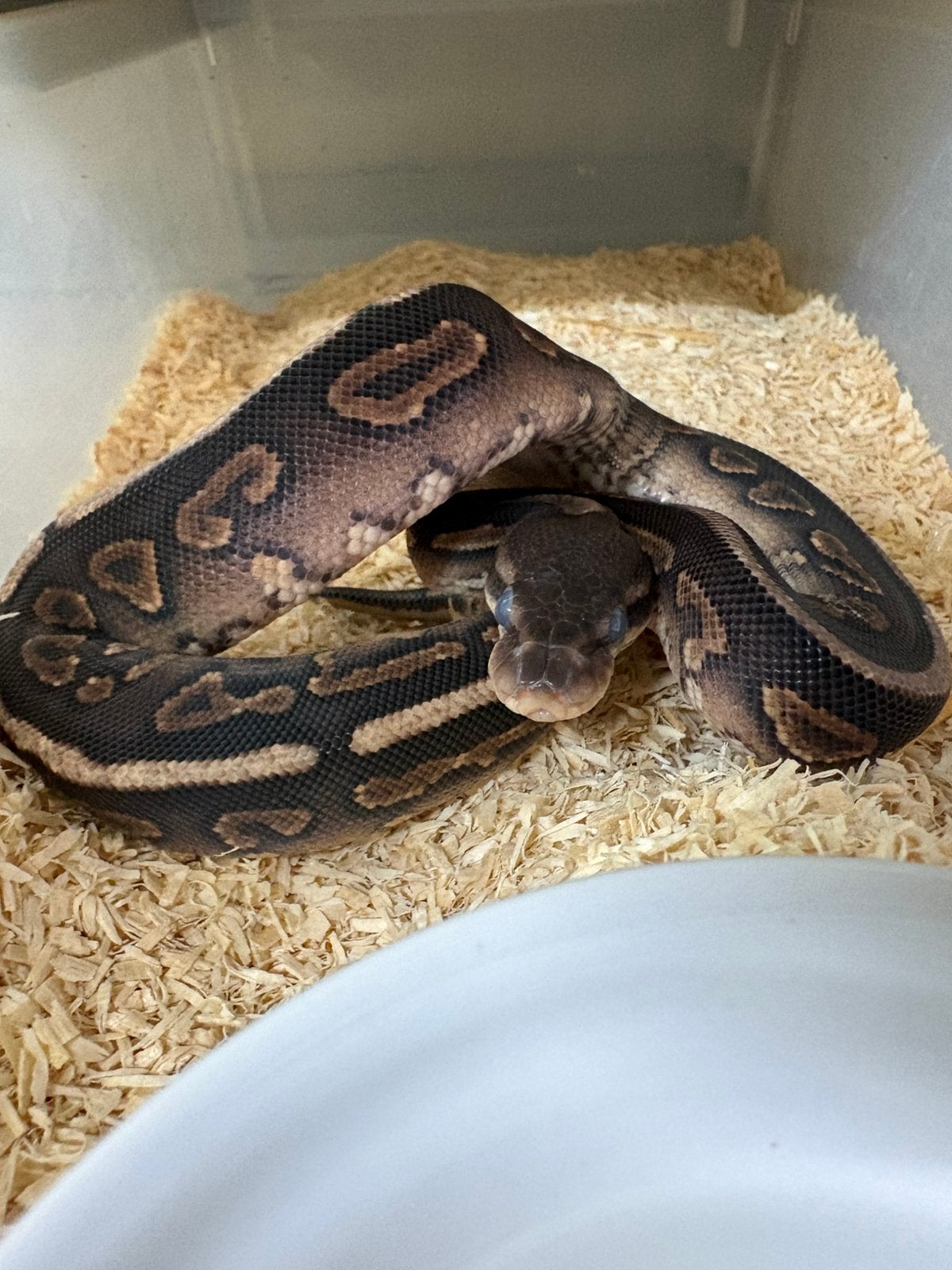 Manntjes cinnamon poss het dg koningspython ballpython, Slang, 0 tot 2 jaar
