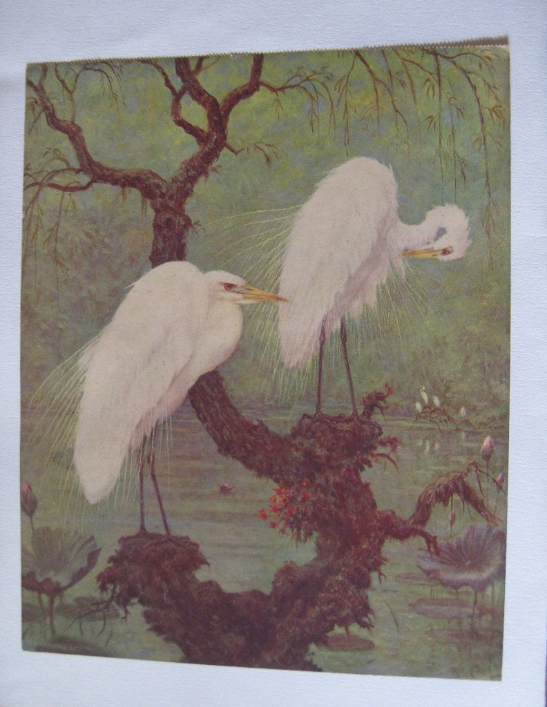 Litho zilverreigers / Henri Verstijnen / kalenderblad, Ophalen, Dieren en Natuur, Lithografie