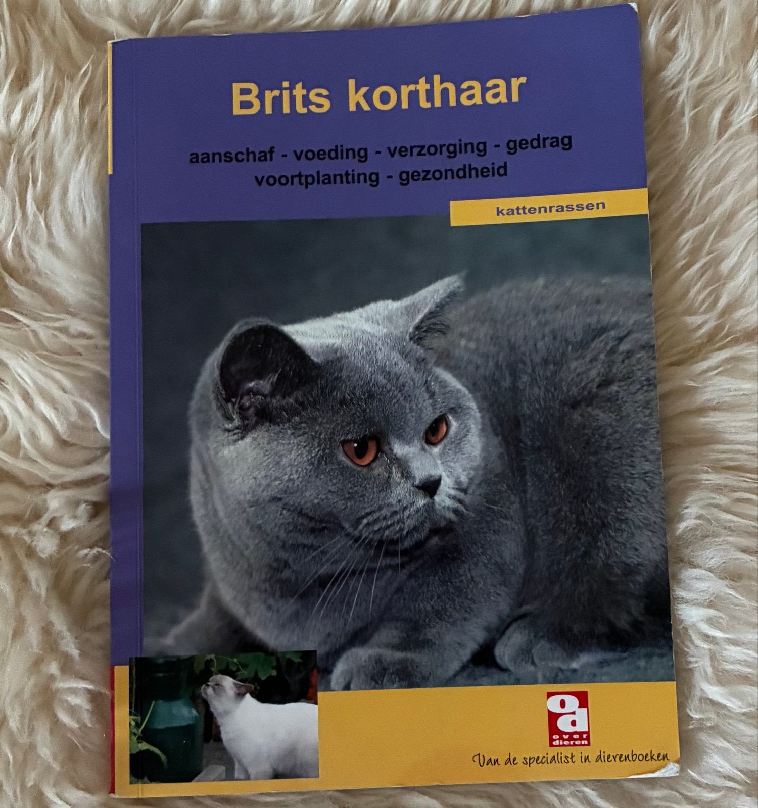 Brits korthaar kattenboek - aanschaf, voeding, verzorging, Ophalen of Verzenden, Gelezen, Katten