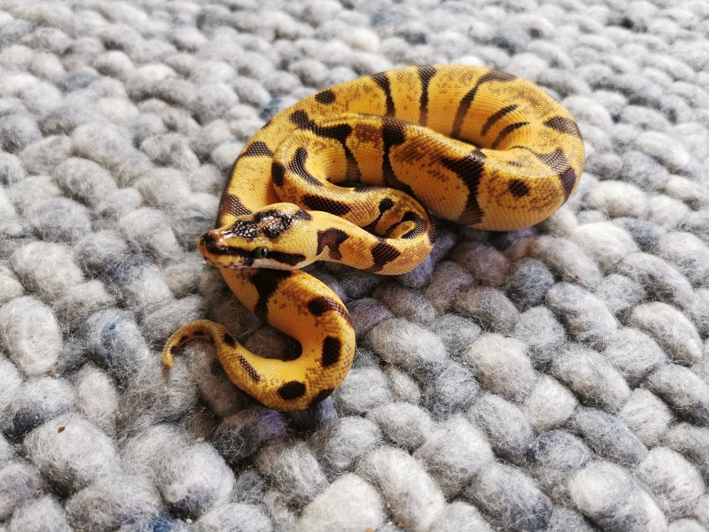 1.0 Super Enchi Pastel Koningspython Ball Python photo 5
