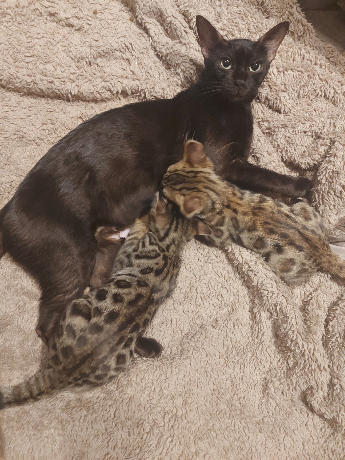 bengaalse kittens, Meerdere dieren, Kortharig, 0 tot 2 jaar