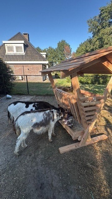 hooiruif mini voor geitjes en kleine schaapjes RUIF, Dieren en Toebehoren, Meerdere dieren, Schaap