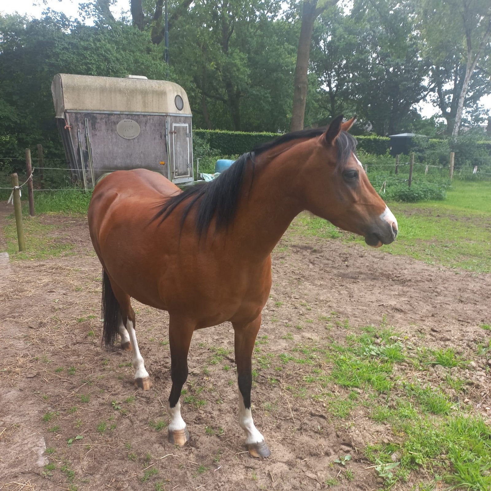 Te koop, Dieren en Toebehoren, Pony's, Merrie, C pony (1.27m tot 1.37m), Met stamboom, 7 tot 10 jaar