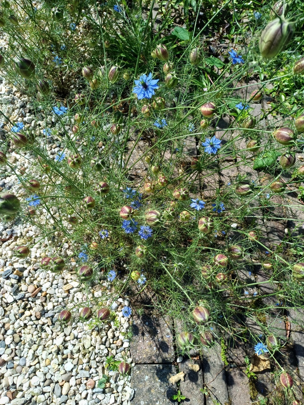 Boeketten ,Juffertje  in het groen Nigella., Ophalen, Eenjarig, Overige soorten, Volle zon