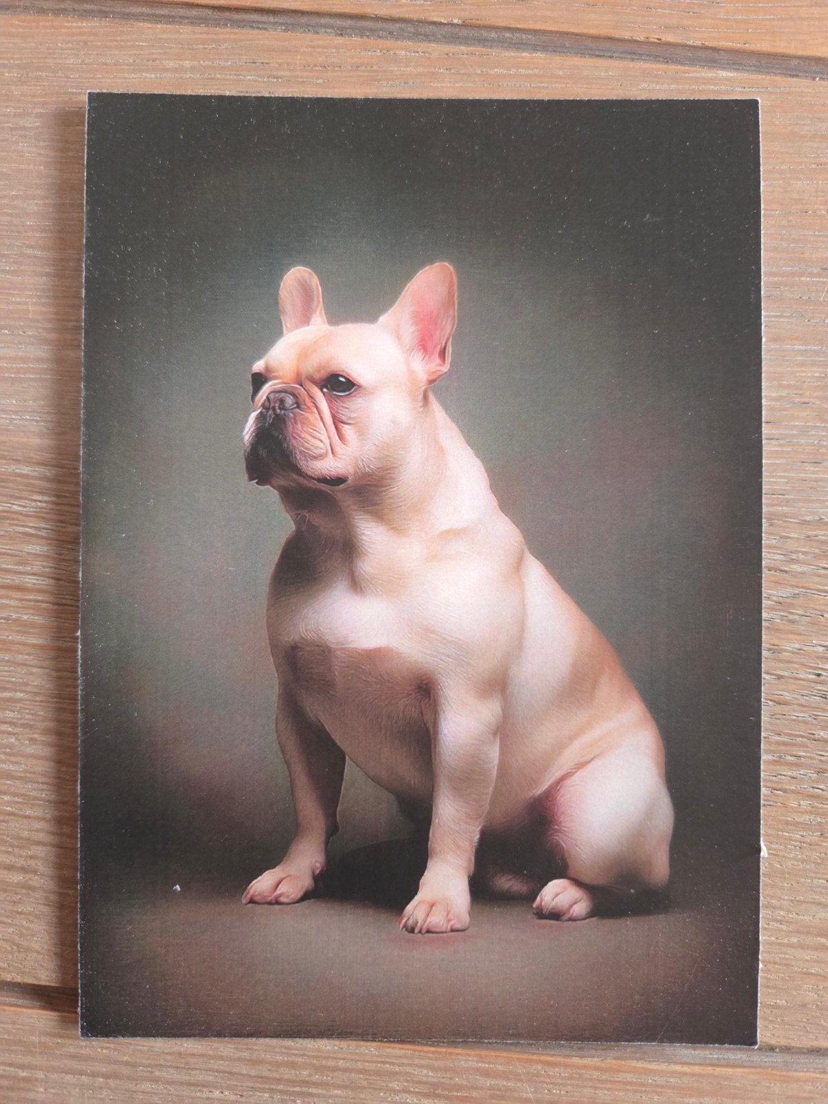 FRANSE BULLDOG, Ophalen, Hond of Kat