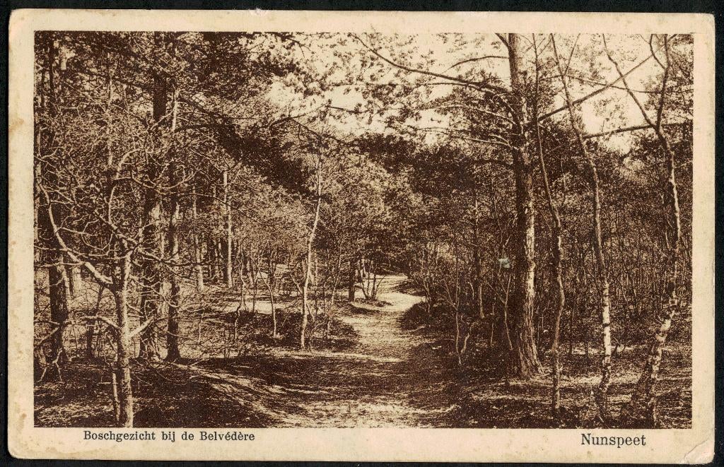 Nunspeet, Boschgezicht bij de Belvédère. 1930., Ophalen of Verzenden, 1920 tot 1940, Gelopen, Gelderland