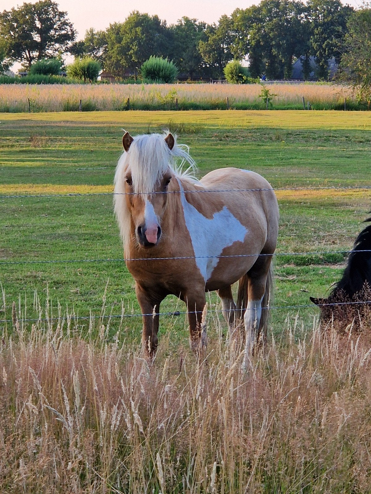 3 jarige Falabella hengst, Dieren en Toebehoren, Hengst, A pony (tot 1.17m), Met stamboom, 3 tot 6 jaar