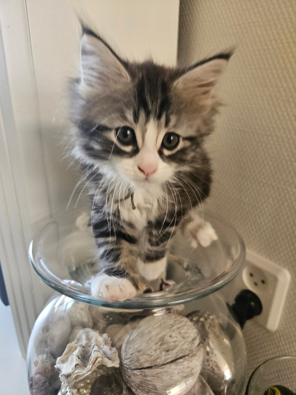 3/4 maine coon kittens, Dieren en Toebehoren, Katten en Kittens | Raskatten | Langhaar, Meerdere dieren, Gechipt, 0 tot 2 jaar