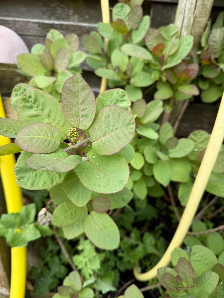 Pruikenboom / struik voor de liefhebber knoppen komen er in, Vaste plant, Halfschaduw, Zomer, Ophalen