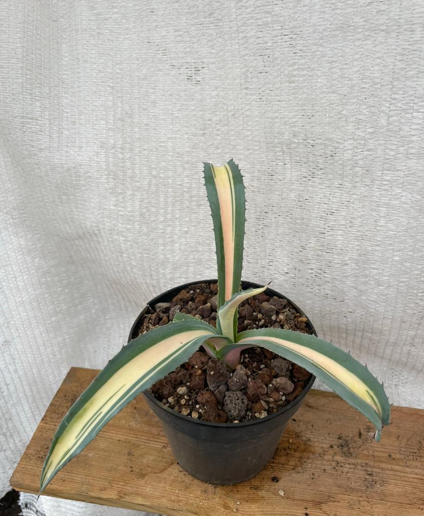 Agave Medio Striata Aurea, Tuinplant, Stek, Plant, Ophalen of Verzenden, Bloeit niet, Overige soorten, Volle zon