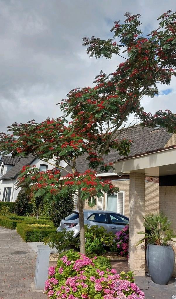 Albizia Evi's Pride/Julibrissin Zaden 25 x € 2.00. Ook plant, Ophalen of Verzenden, Voorjaar, Volle zon, Zaad