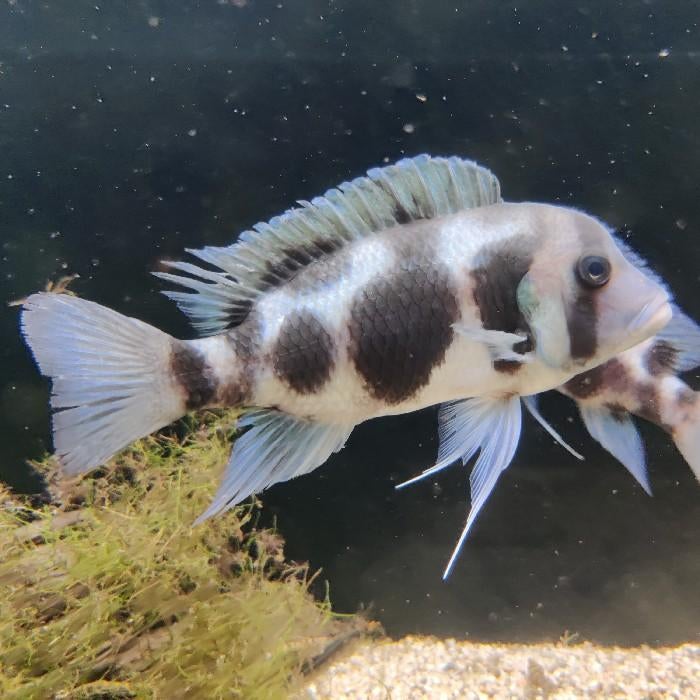 Cyphotilapia frontosa, Dieren en Toebehoren, Vissen | Aquariumvissen, Vis