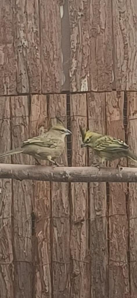 Te koop koppel groene kardinalen 2025, Dieren en Toebehoren, Vogels | Overige Vogels, Meerdere dieren, Geringd