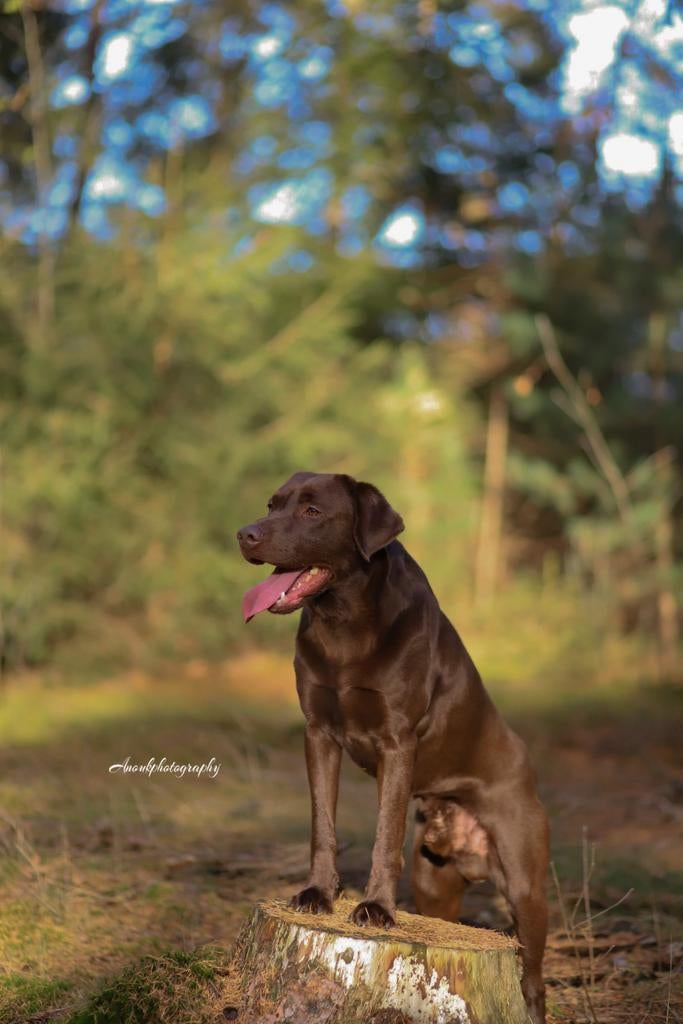 Prachtige bruine Labrador dekreu (HD ED vrij getest), Dieren en Toebehoren, Honden | Dekreuen, Reu, 1 tot 2 jaar, Parvo, Eén hond