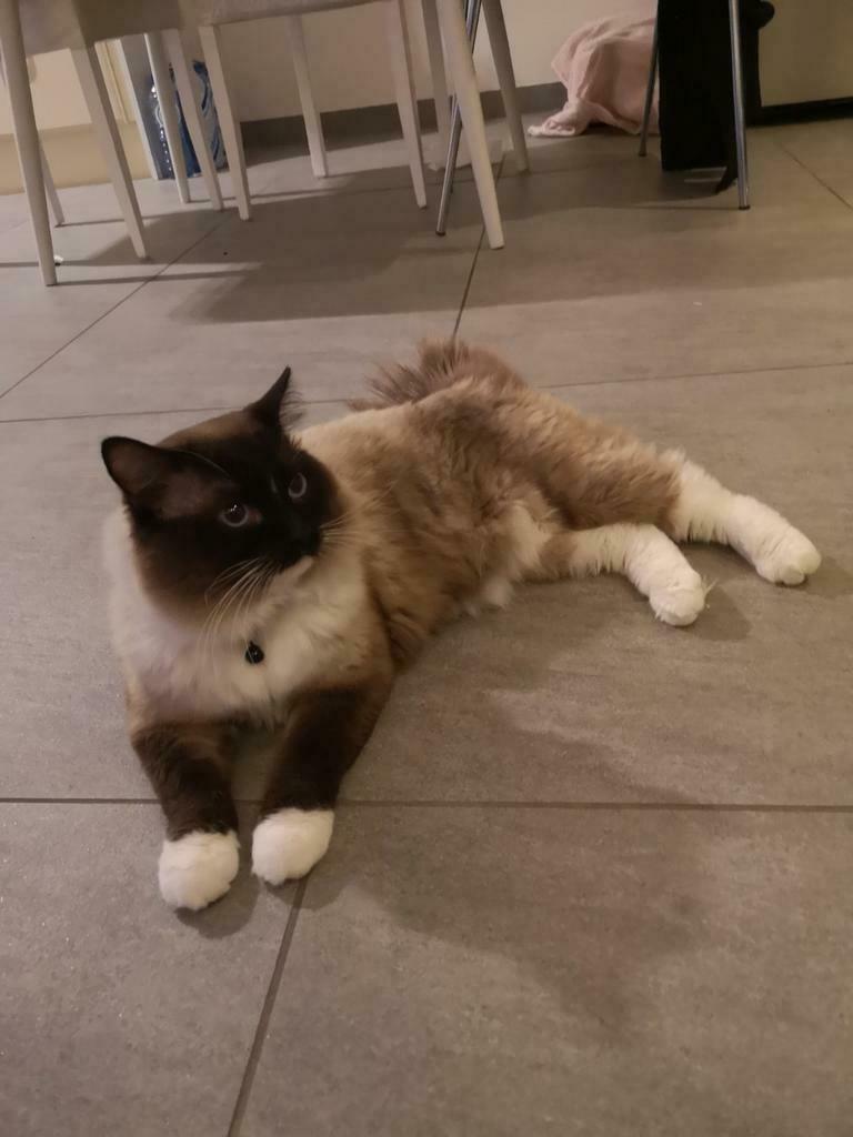 Foto 11 van Ragdoll DNA GETEST(dekkater)NIET TE KOOP