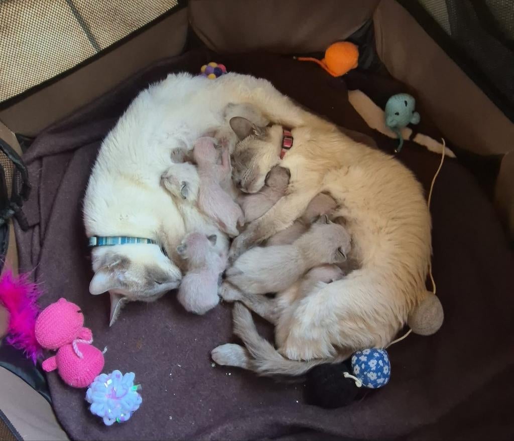 Siamese kittens, Meerdere dieren, 0 tot 2 jaar