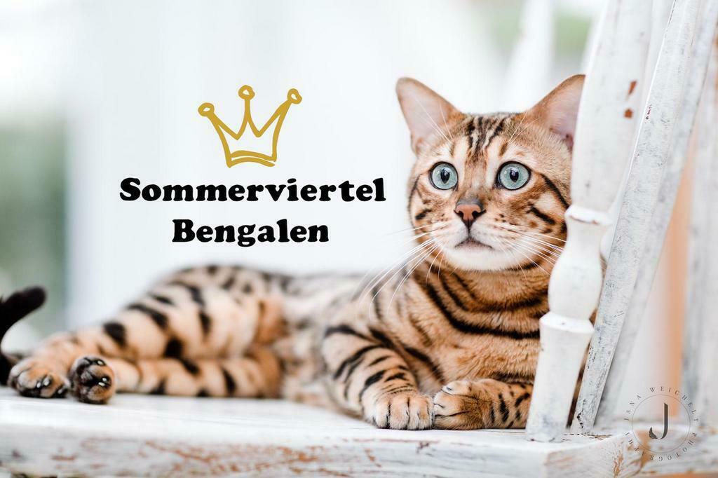 Worldchampion Bengaal Dekkater Bengal Deckkater, 6 jaar of ouder