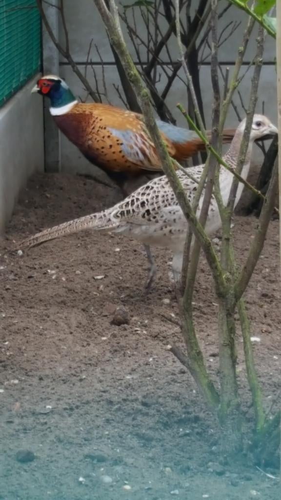 diverse fazanten, Meerdere dieren, Overige soorten