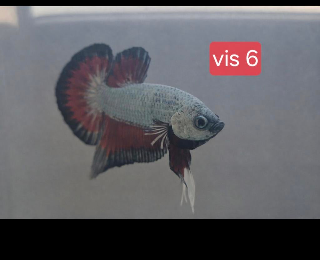 Betta Hm plakat zelf gekweekt, Vis