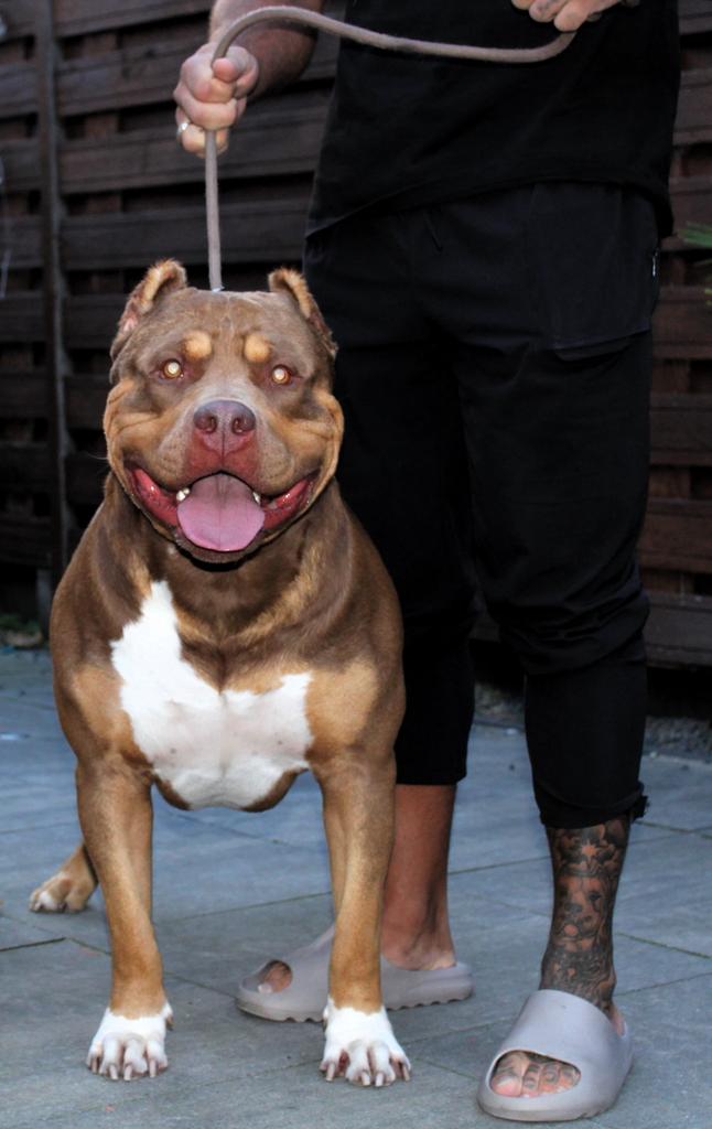 American bully XL - Dekreu - Mr. Choco uit Canada -CHOCO tri, Reu, 1 tot 2 jaar, Parvo, Eén hond