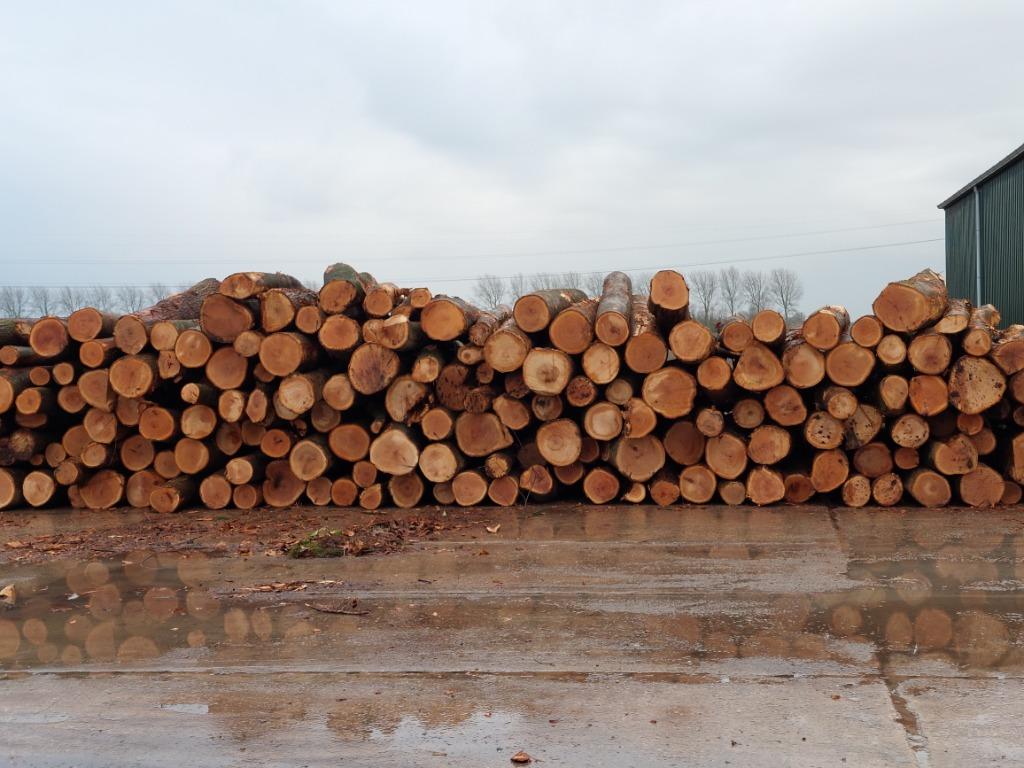 Eiken boomstammen. Laatste restjes korting, 6 m³ of meer, Ophalen, Eikenhout, Stammen