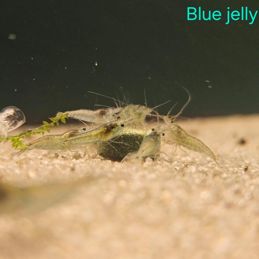Garnaal blue jelly (Neocaridina davidii sp.), Dieren en Toebehoren, Kreeft, Krab of Garnaal, Zoetwatervis, Schoolvis