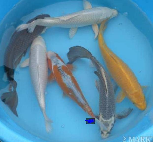 HQ Import koi 25 / 30 cm bij Koidream in Valburg, Dieren en Toebehoren, Vissen | Vijvervissen, Karper of Koi